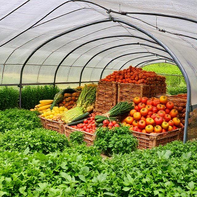 Agriculture Storage & Post-Harvest Management